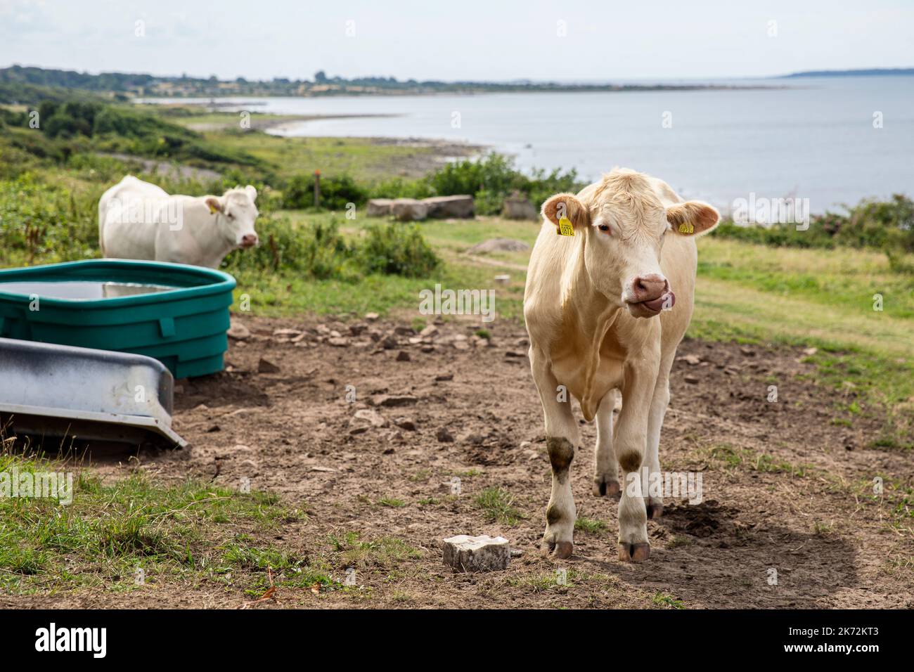 Vaches debout à côté de la cuvette d'eau Banque D'Images