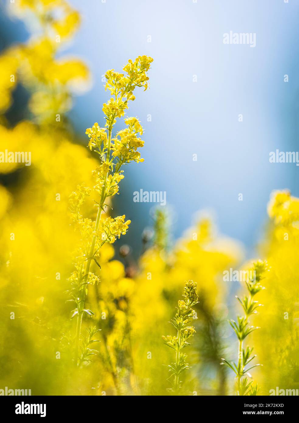 Close-up of yellow wildflowers Banque D'Images
