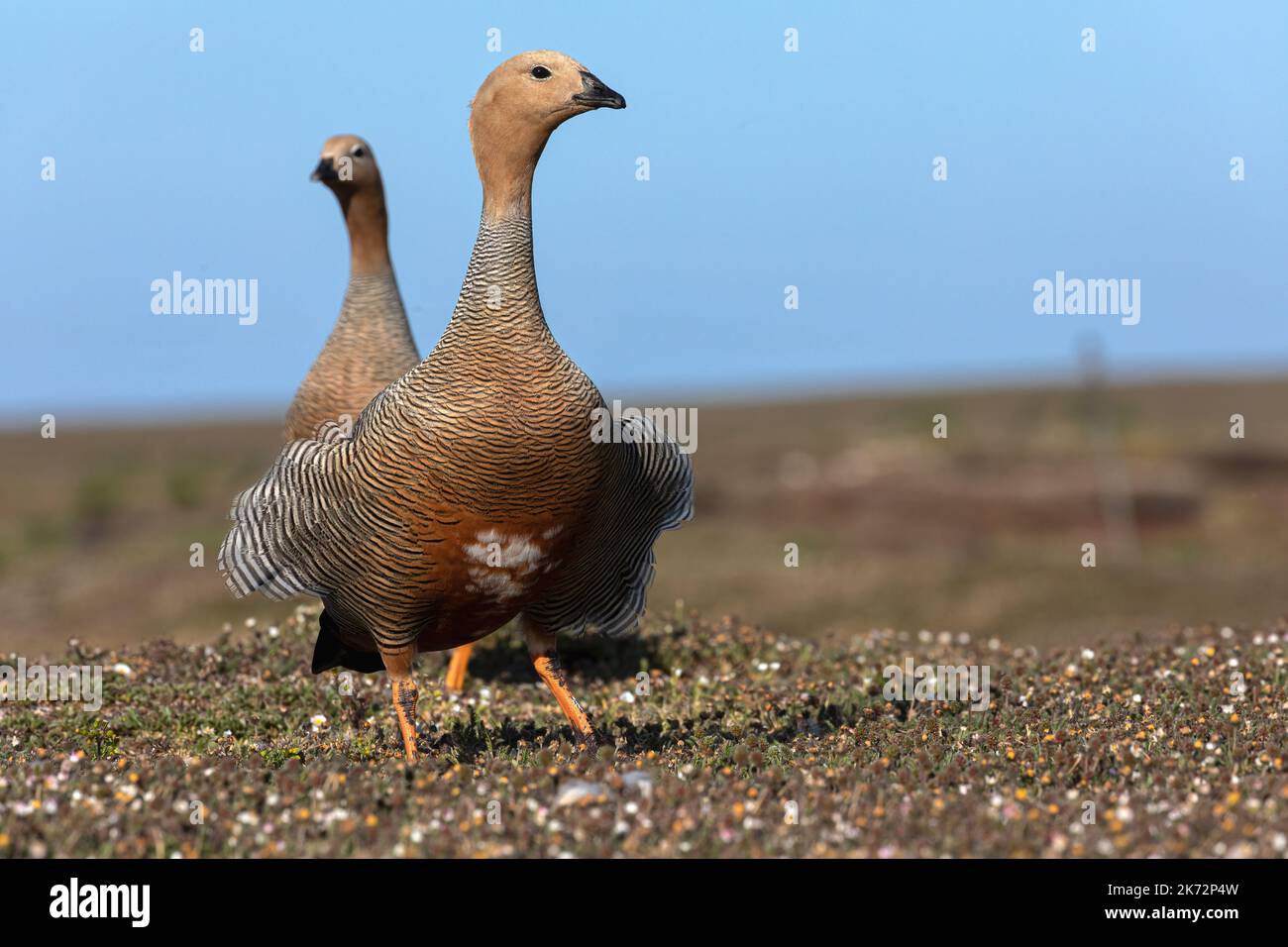 Tournepierre à tête rousse Banque D'Images