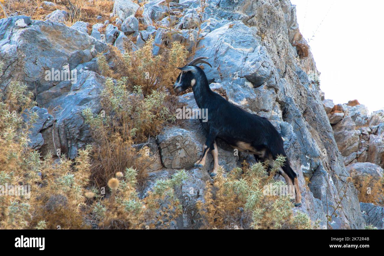 La chèvre noire monte sur les rochers. Rhodes, Grèce Banque D'Images