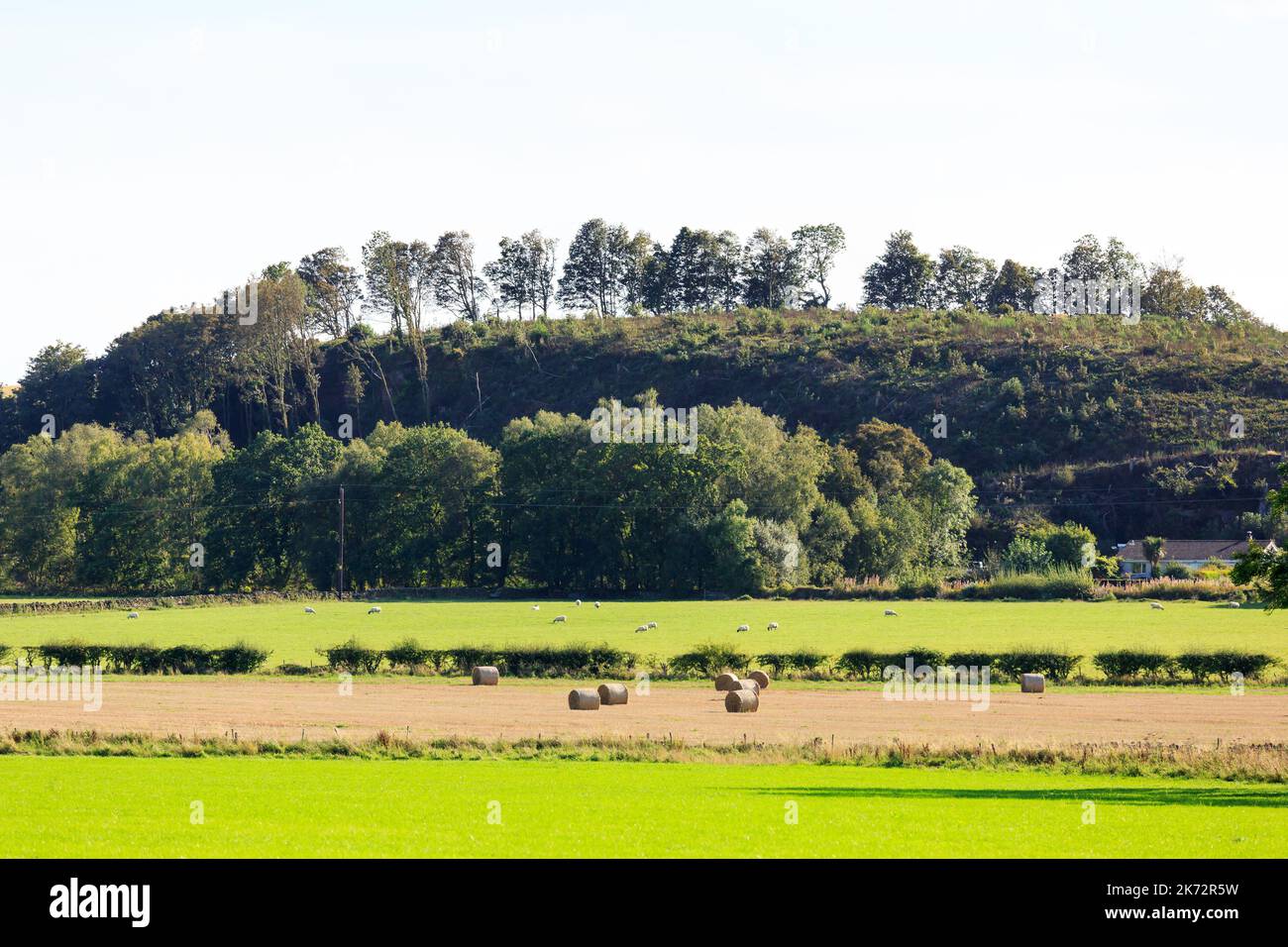 Vue sur les terres agricoles écossaises avec des balles rondes, des moutons et une colline bordée d'arbres Banque D'Images