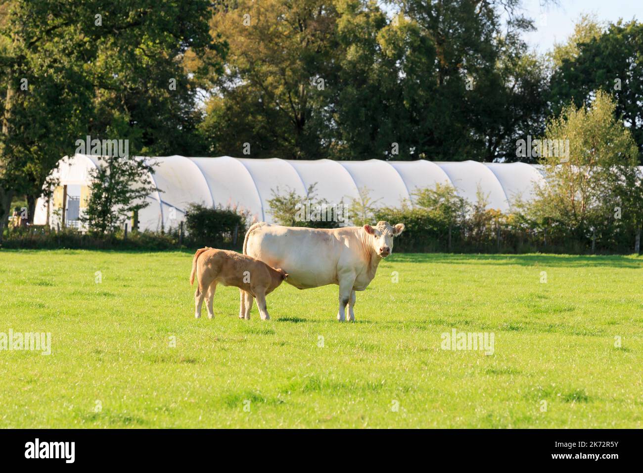 Jeune tétée de veau de race blanche de Shorthorn Cow Banque D'Images