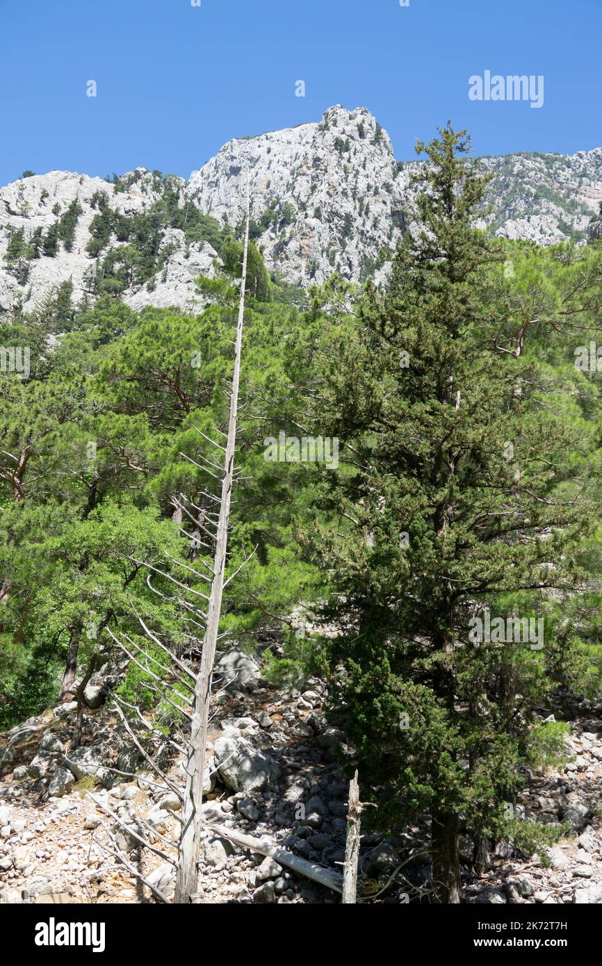 Vue sur les falaises de montagne du Green Canyon. Paysage du canyon vert, Manavgat, Antalya, Turquie Banque D'Images