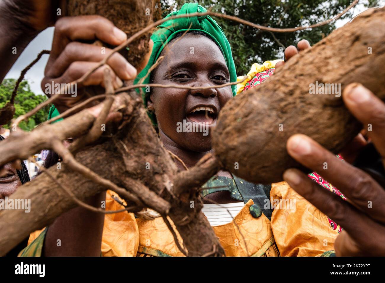 Une femme rurale de Dibang Afura célèbre la Journée internationale montrant un énorme arbuste manioc. Banque D'Images