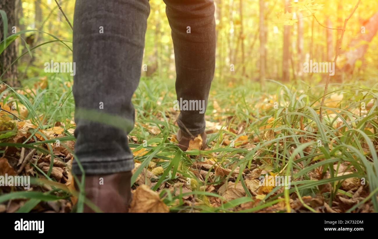 Randonnées parmi les feuilles tombées sur terre dans la forêt d'automne Banque D'Images