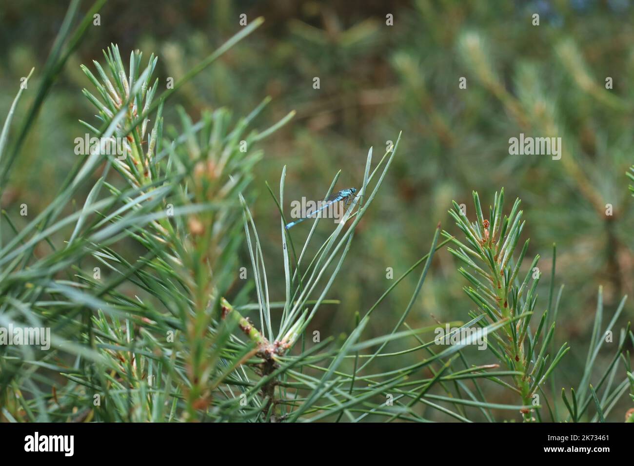 une petite libellule bleue se trouve sur une grande feuille de l'herbe Banque D'Images