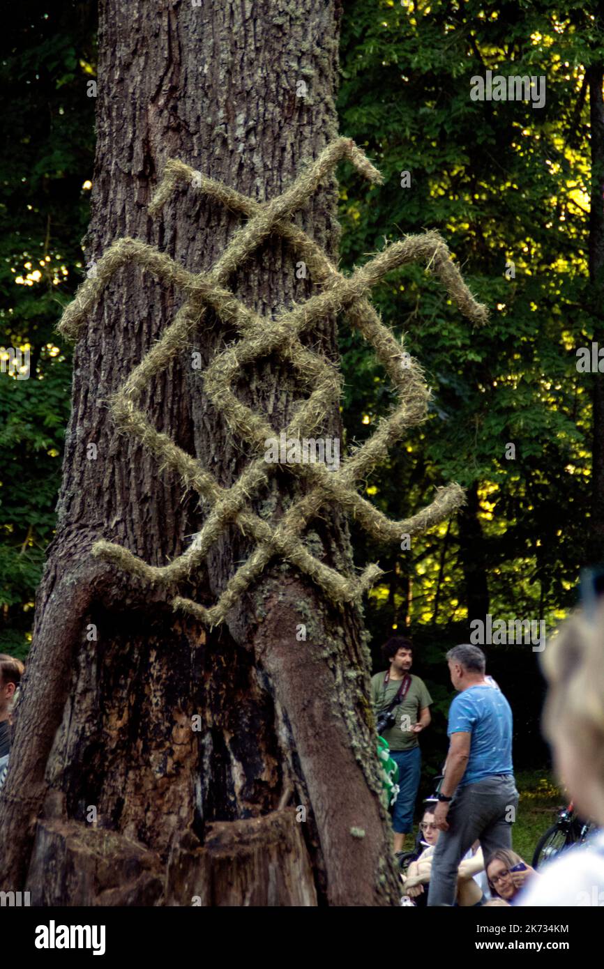 photo sur un arbre dans les bois Banque D'Images