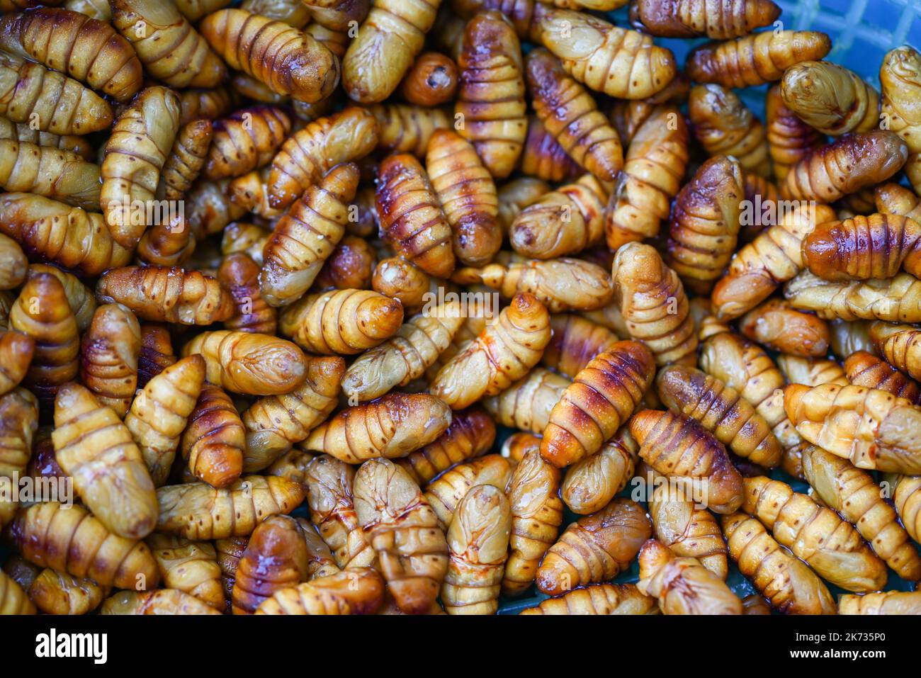 pupa en arrière-plan, vue de dessus, faites frire des vers de soie - pupa frit pour la nourriture vers de scarabée Banque D'Images