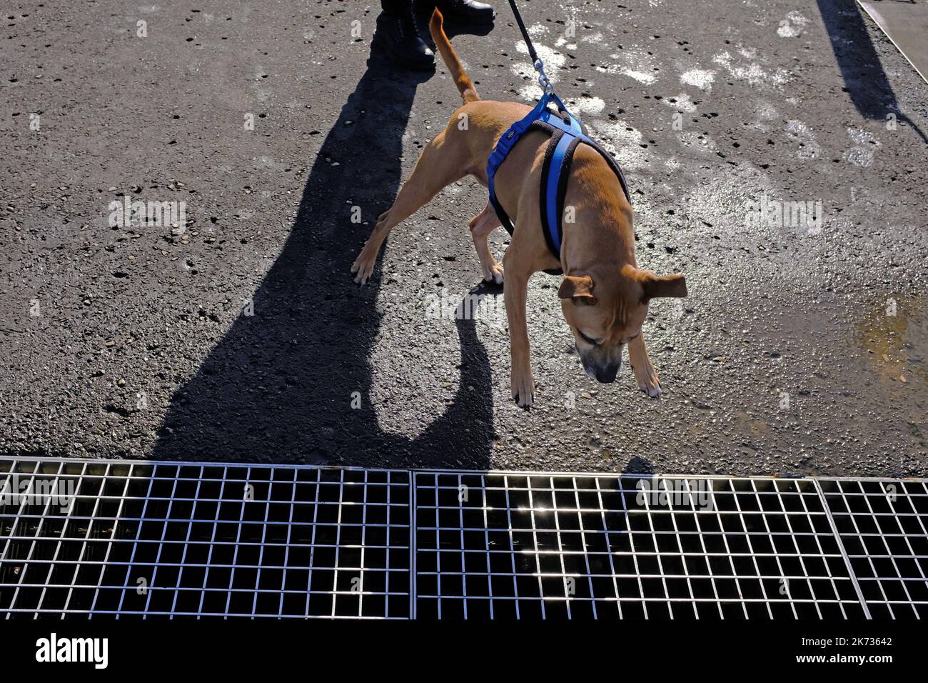 Un chien effrayé qui regarde un obstacle qu'il n'aime pas. Banque D'Images