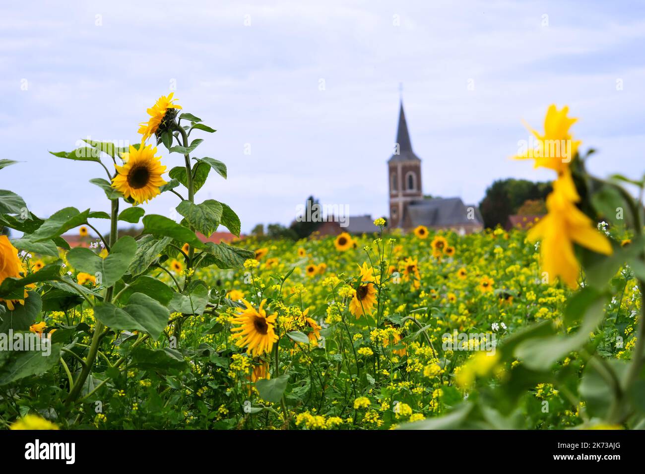 A sélectionné des tournesols dans un champ plein de fleurs avec tour d'église de village en arrière-plan à Tongeren, Belgique Banque D'Images