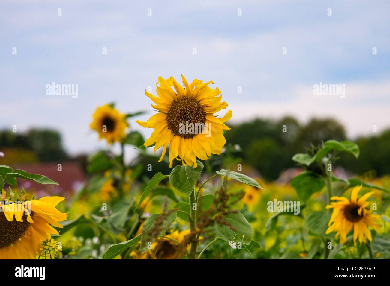 Le tournesol était unique dans un champ rempli de fleurs au coucher du soleil Banque D'Images