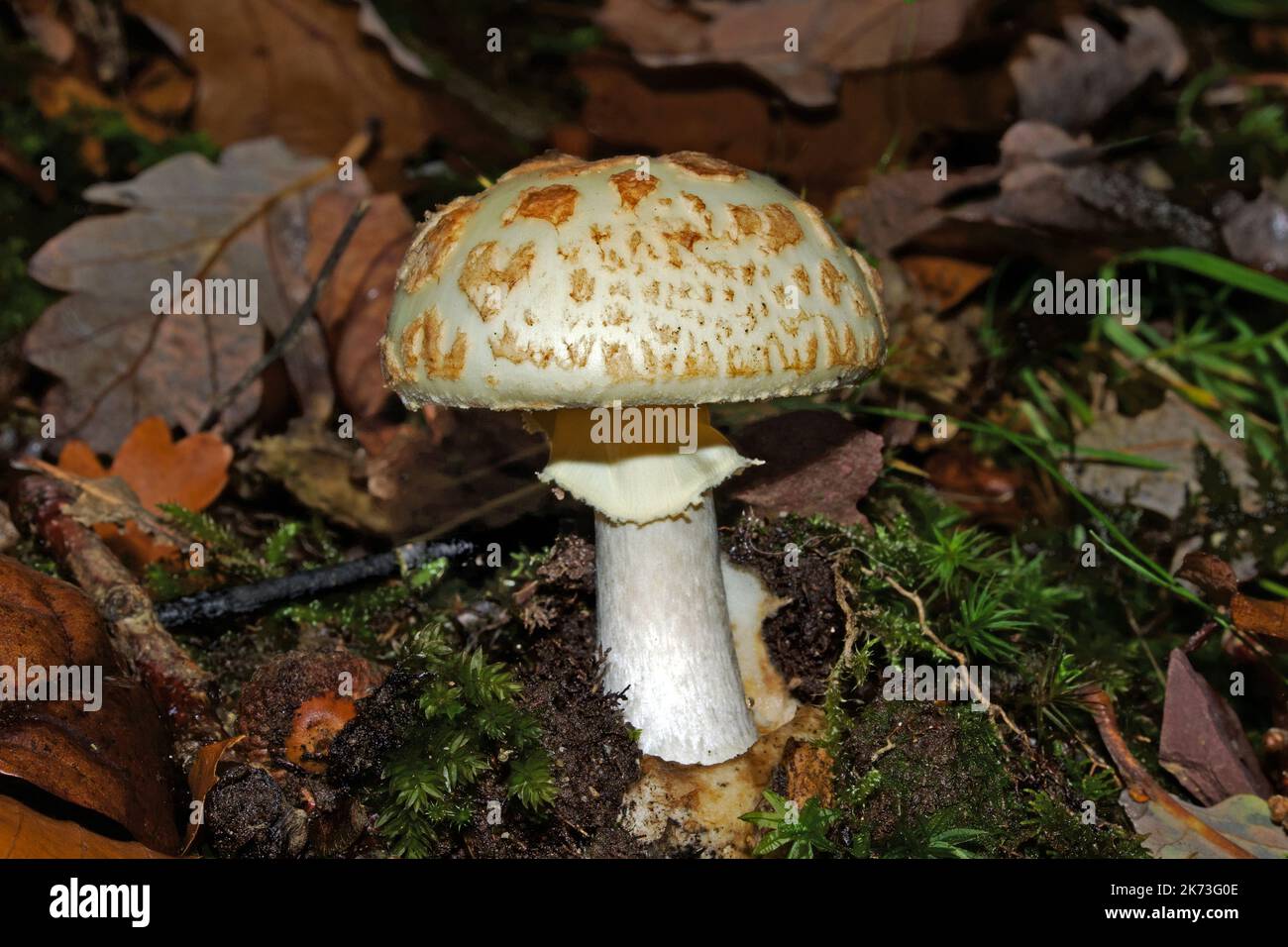 Amanita citrina (fausse calotte mortelle) est présente dans les bois feuillus et conifères en Europe et en Amérique du Nord. Banque D'Images