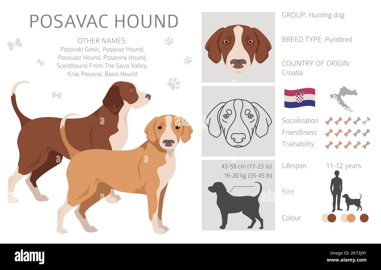 Falaise Postavac Hound. Ensemble de couleurs de manteau. Infographie sur les caractéristiques de toutes les races de chiens. Illustration vectorielle Illustration de Vecteur