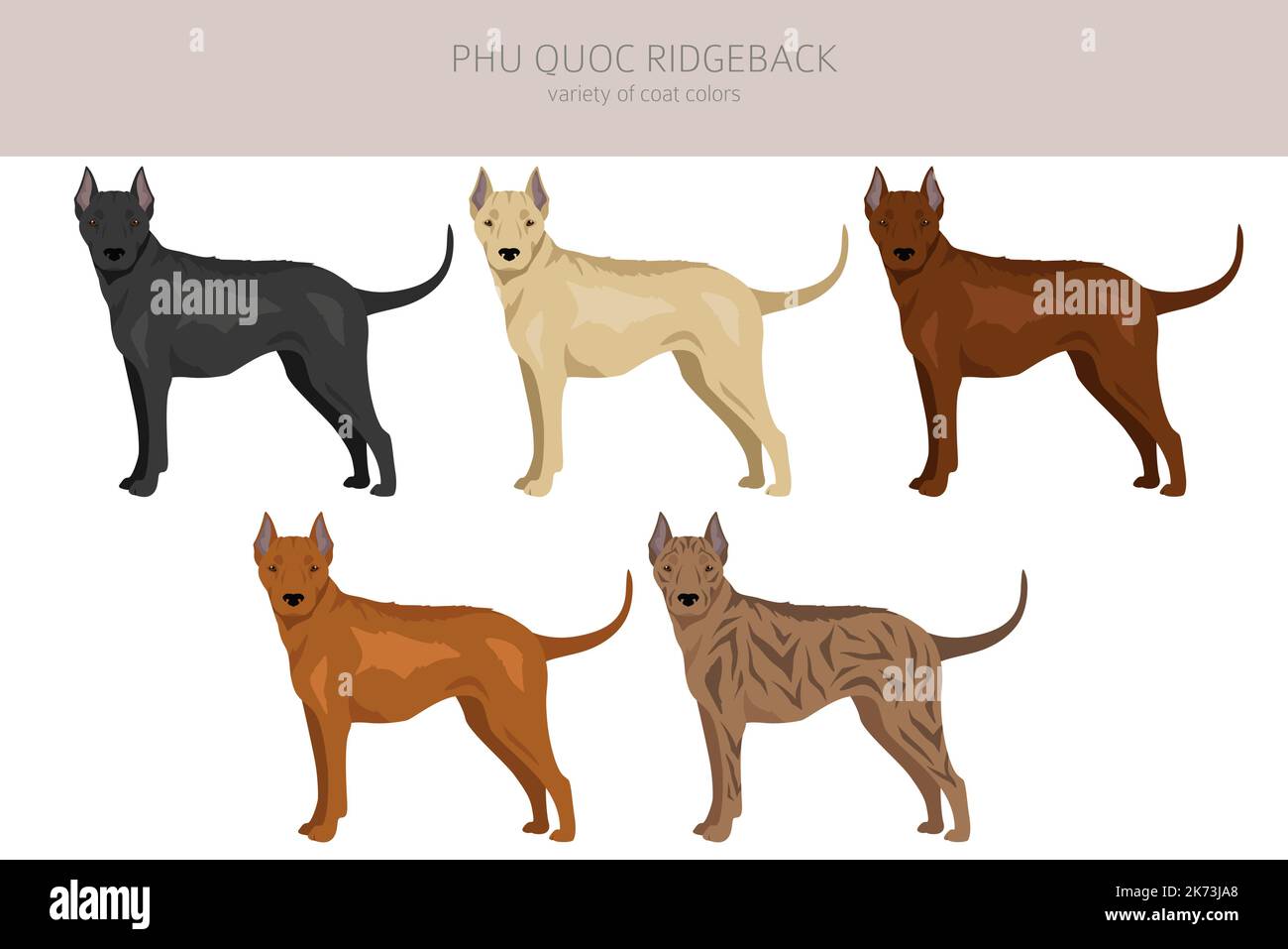 Phu Quoc Ridgeback clipart. Ensemble de couleurs de manteau. Infographie sur les caractéristiques de toutes les races de chiens. Illustration vectorielle Illustration de Vecteur