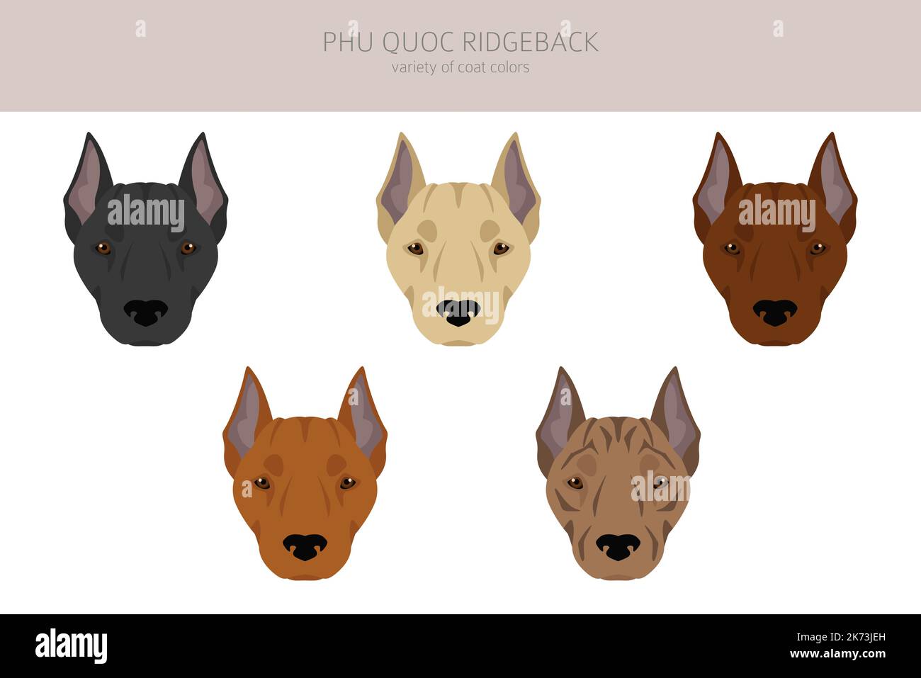 Phu Quoc Ridgeback clipart. Ensemble de couleurs de manteau. Infographie sur les caractéristiques de toutes les races de chiens. Illustration vectorielle Illustration de Vecteur