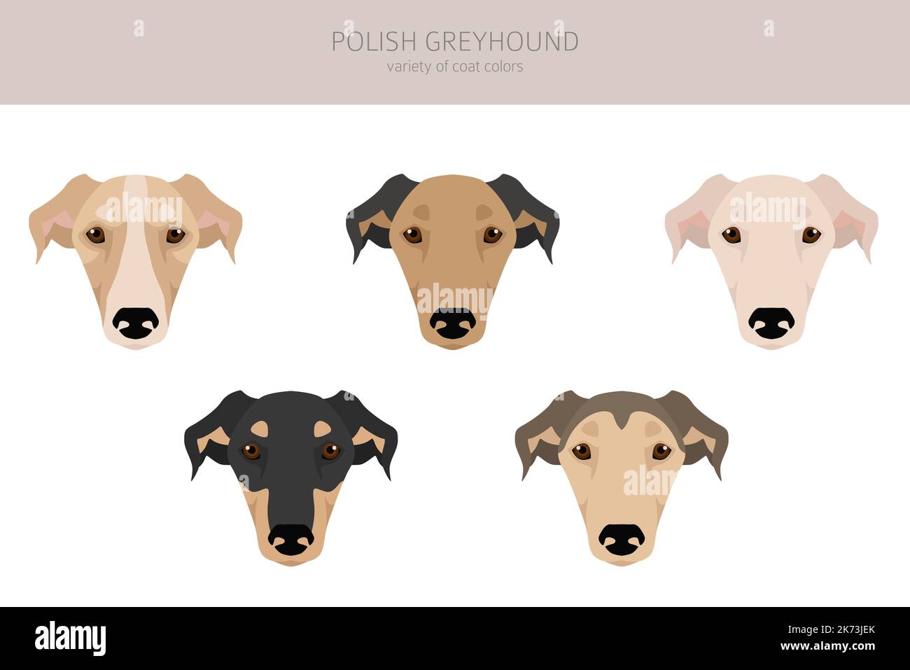 Clipart Greyhound polonais. Ensemble de couleurs de manteau. Infographie sur les caractéristiques de toutes les races de chiens. Illustration vectorielle Illustration de Vecteur