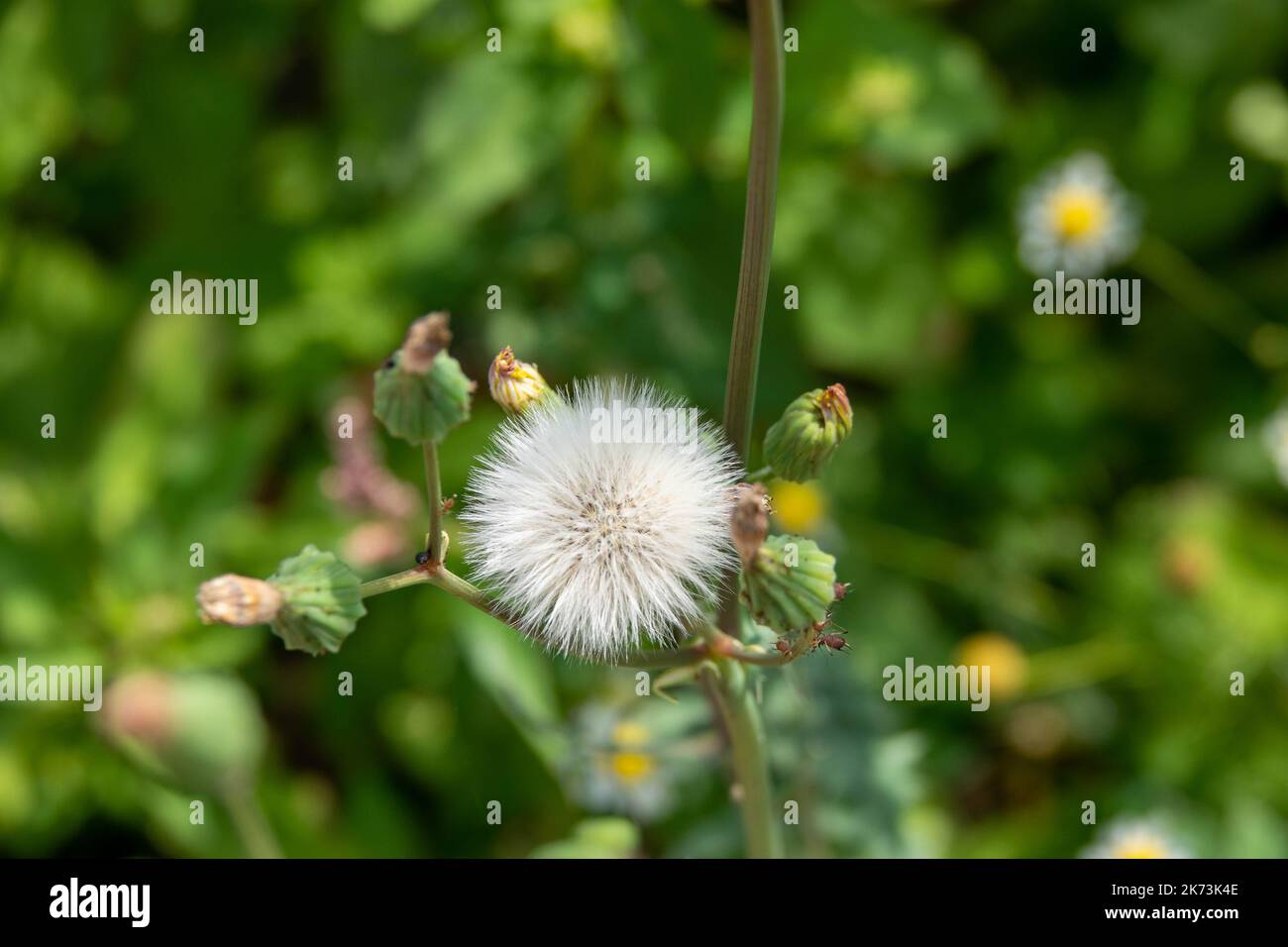 tête de semence de semis de maïs avec fleurs sauvages floues en arrière-plan Banque D'Images