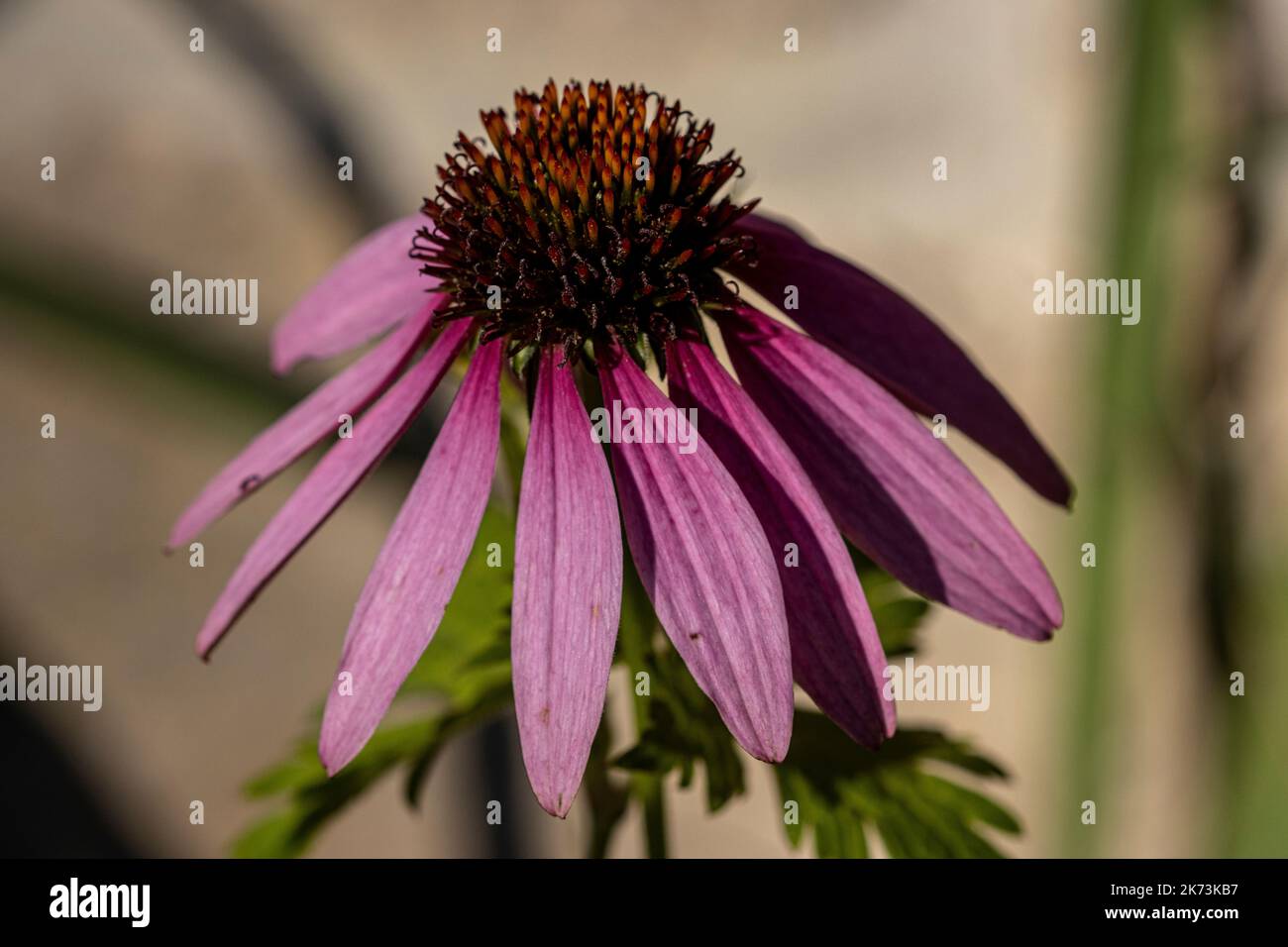 Un gros plan d'une tête de fleur d'échinacée pourpre Banque D'Images