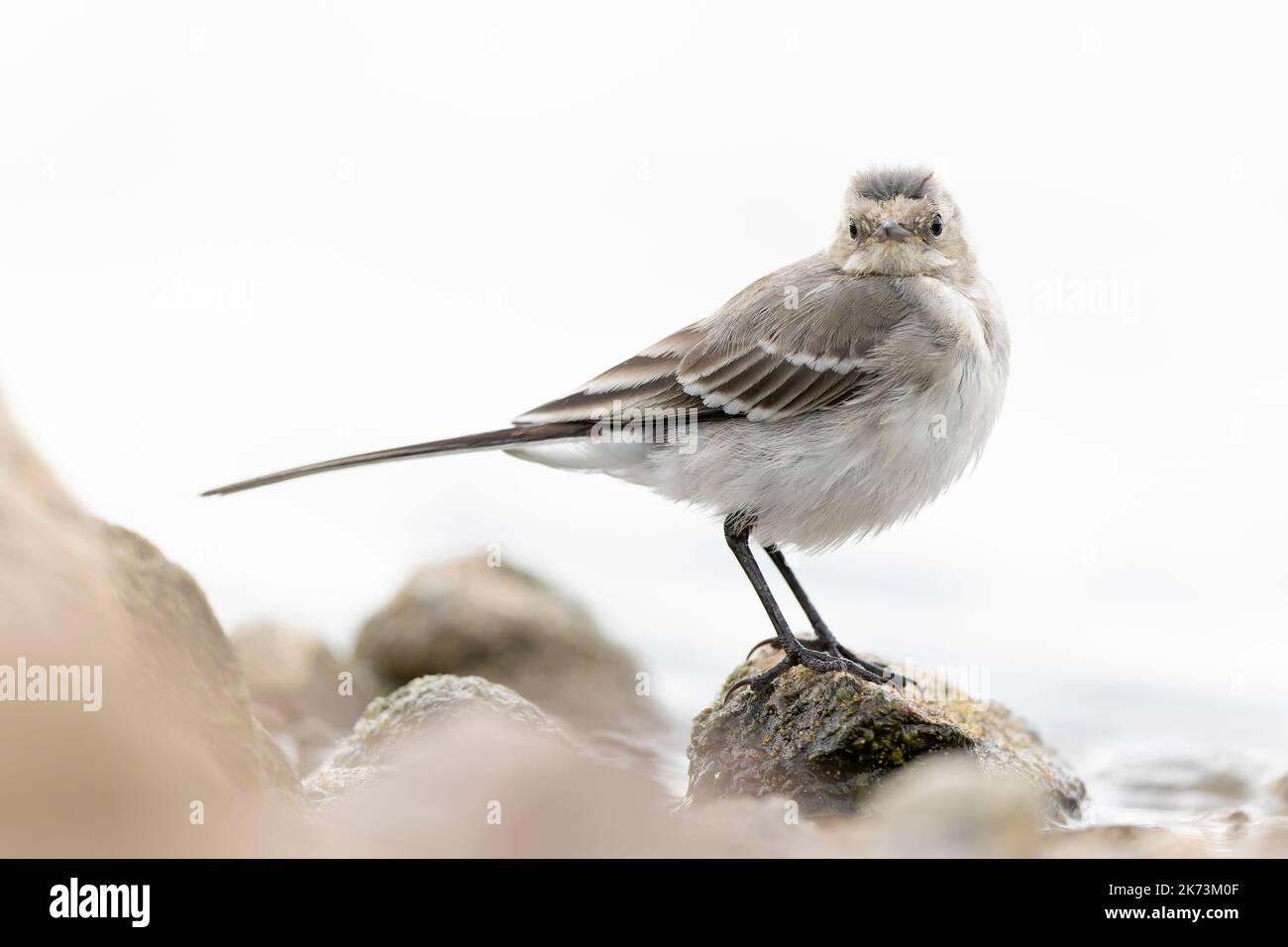 Un jeune patalote blanche (Motacilla alba) qui se trouve le long d'un lac à Berlin. Banque D'Images