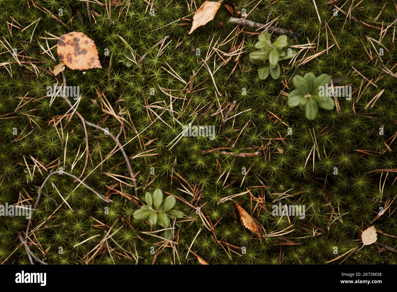 Mousse parsemée d'aiguilles écrasées et de feuilles mortes. Saison d'automne Banque D'Images