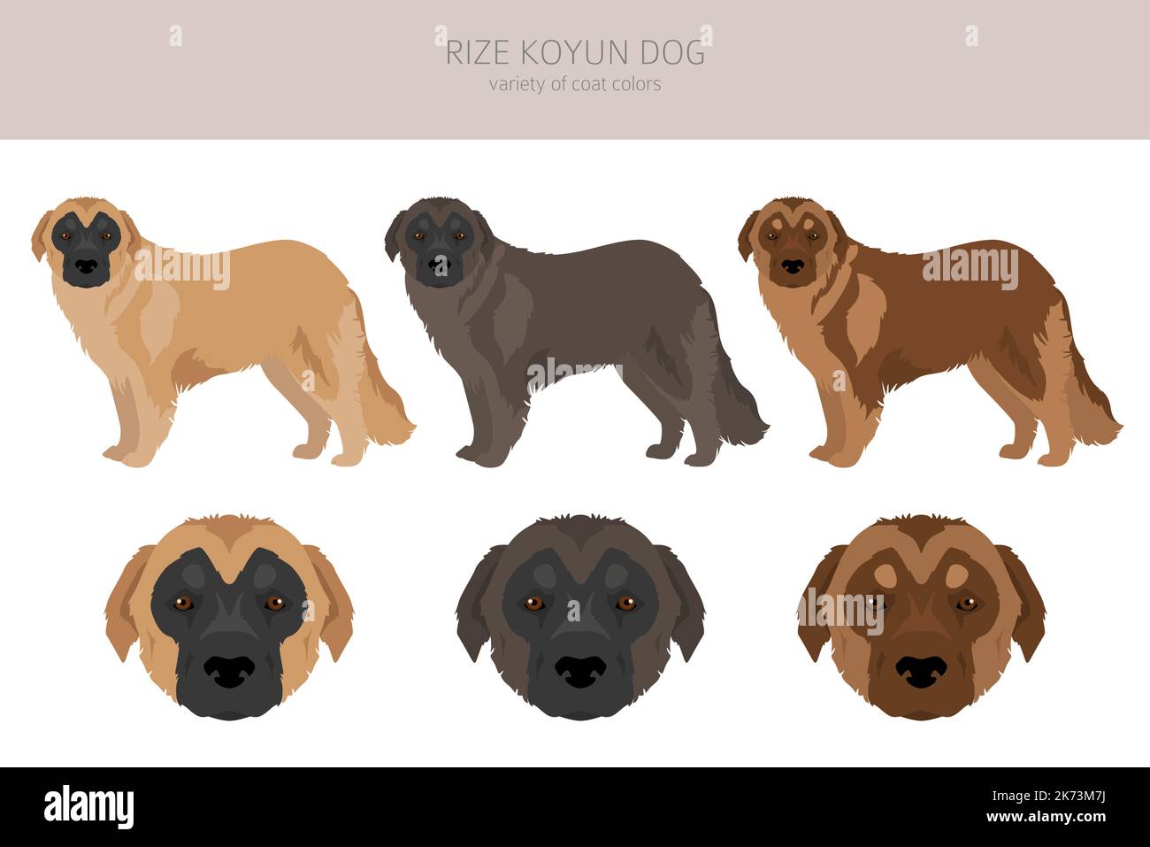 Rize Koyun chien clipart. Ensemble de couleurs de manteau. Infographie ...