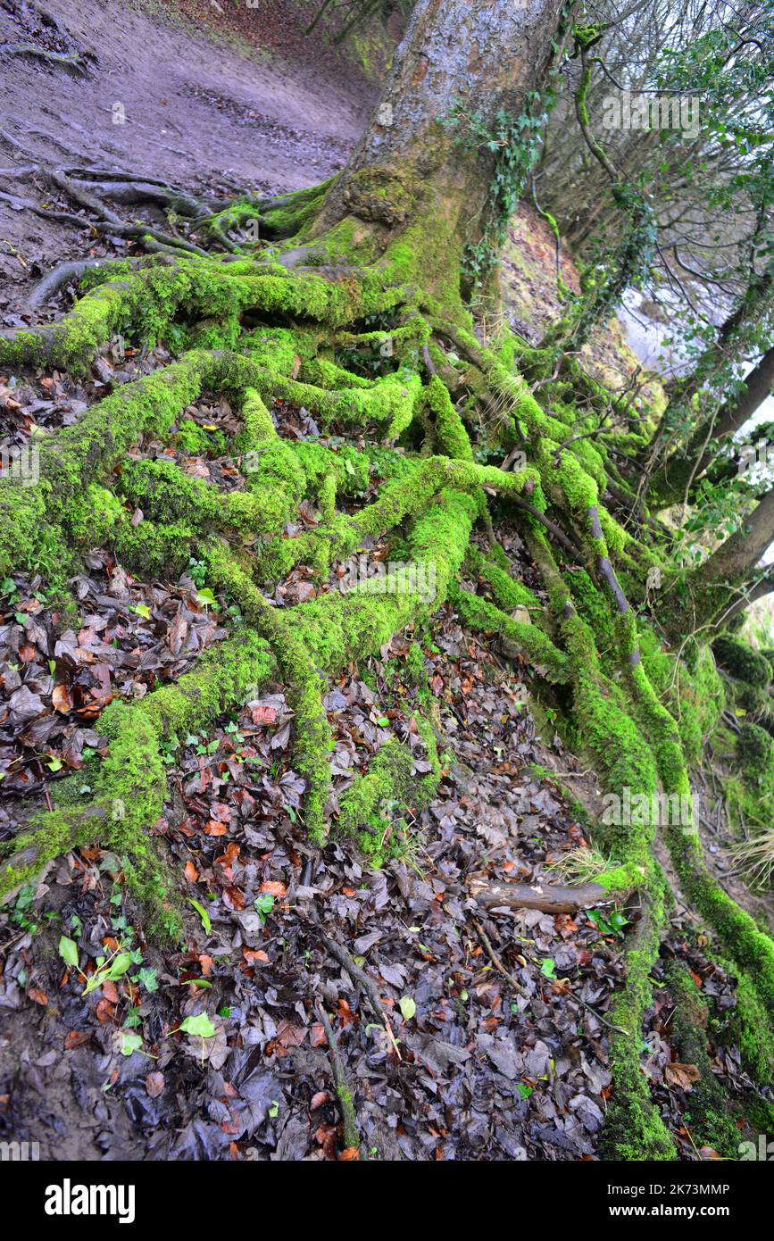 racines d'arbres poussant dans les bois burnsall yorkshire dales royaume-uni Banque D'Images