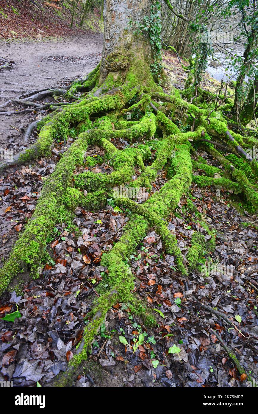 racines d'arbres poussant dans les bois burnsall yorkshire dales royaume-uni Banque D'Images