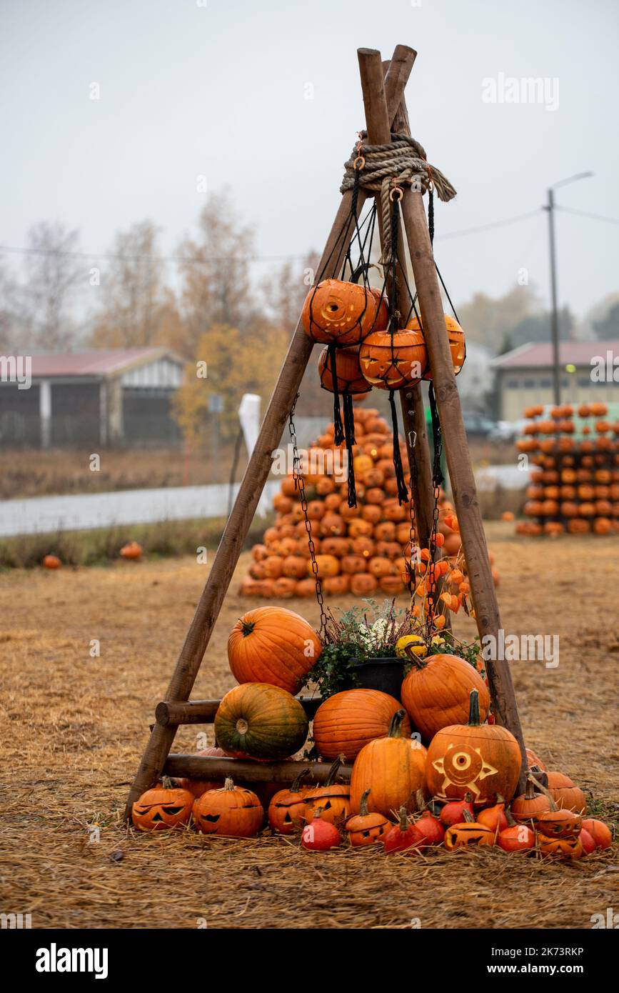 Présentation de citrouilles à lanternes Banque D'Images