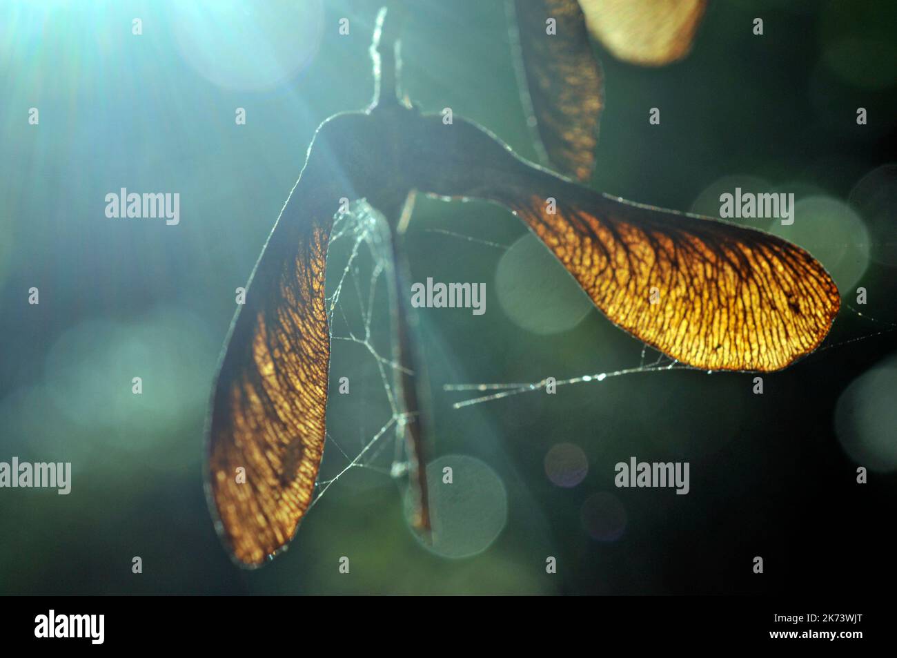 Graines d'hélicoptère Banque D'Images