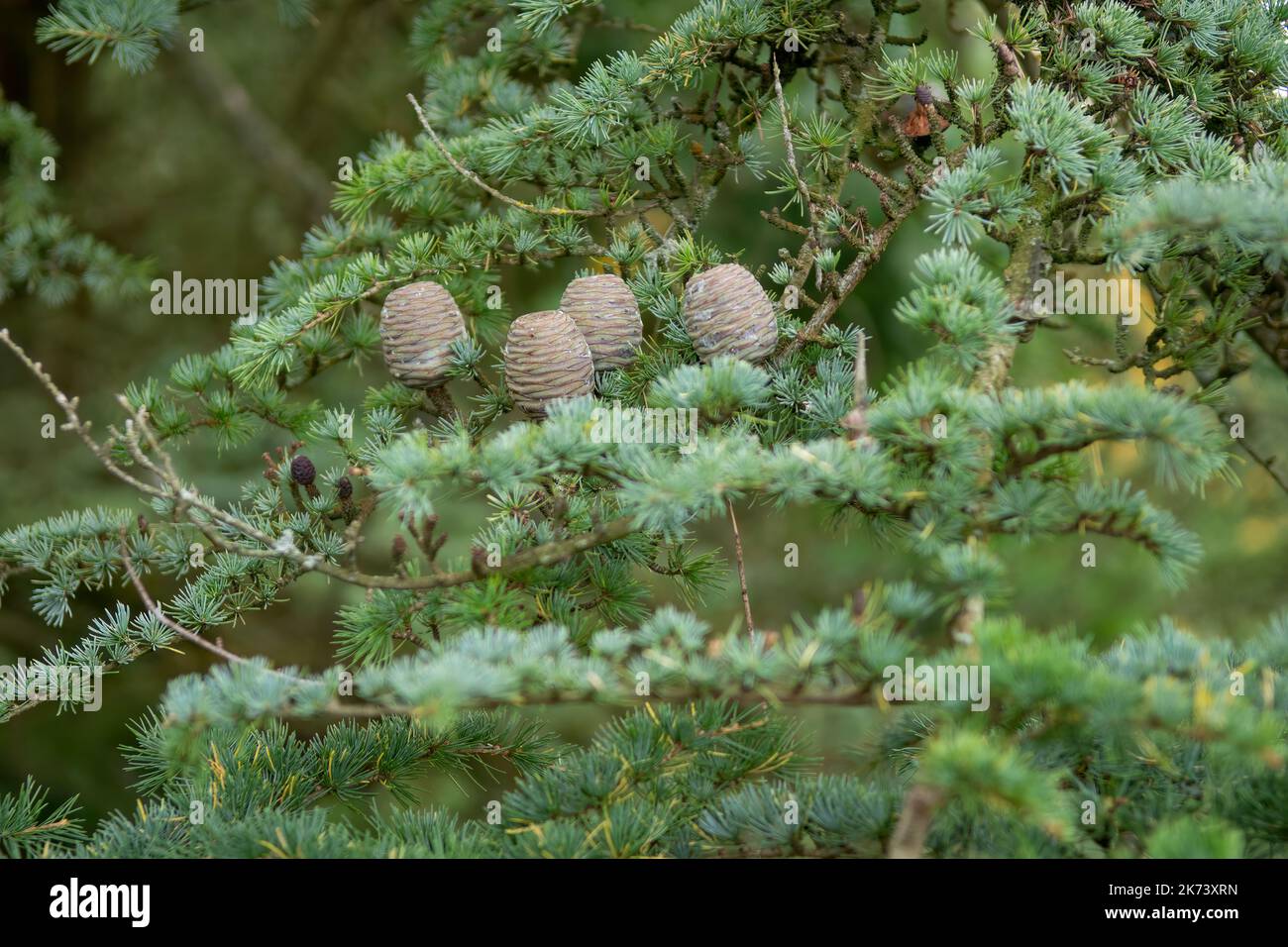 Sapin de cèdre bleu atlas avec cônes de sapin Banque D'Images