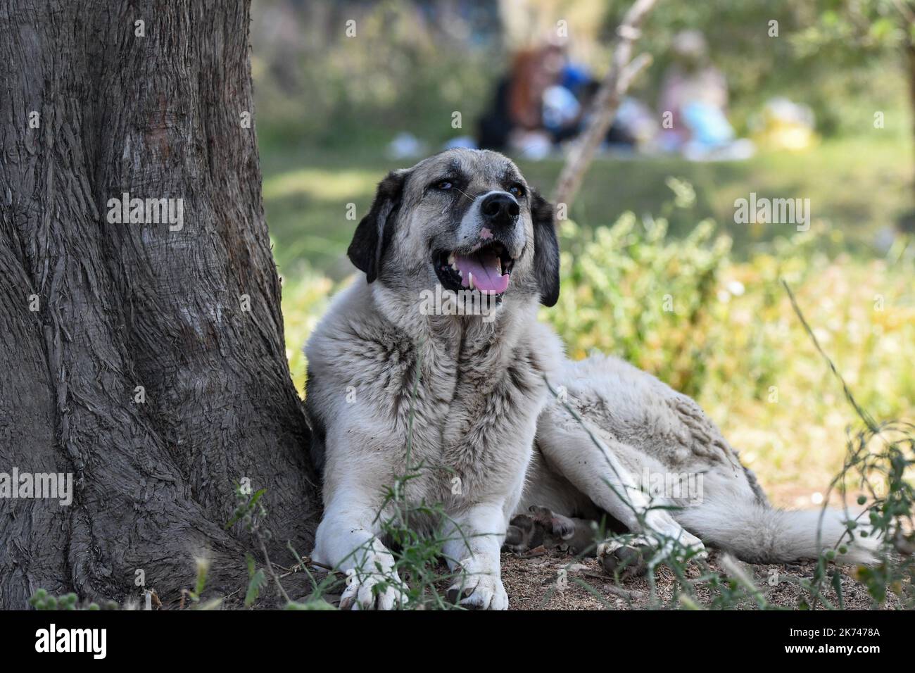 Berger anatolien Banque D'Images