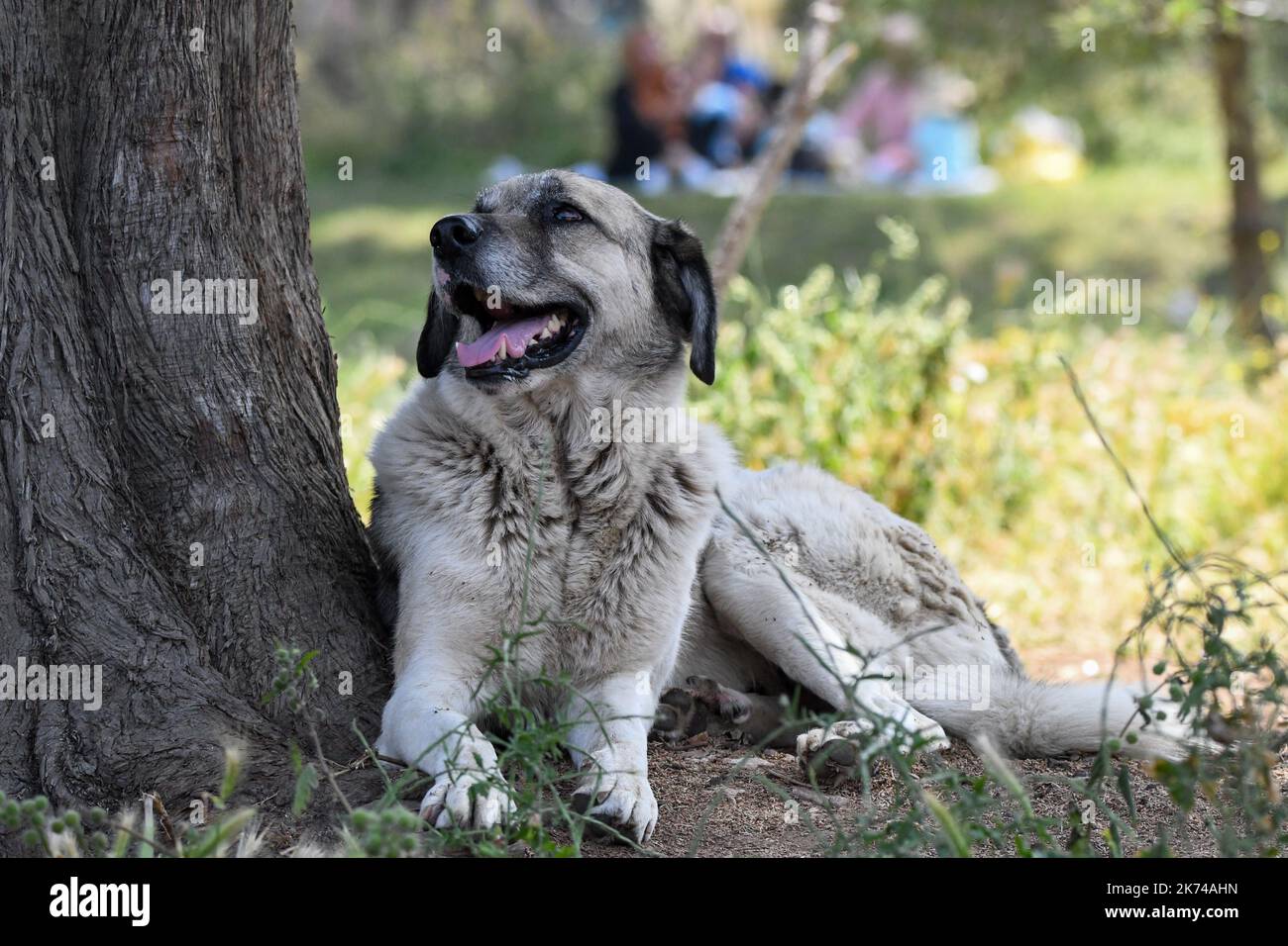 Berger anatolien Banque D'Images