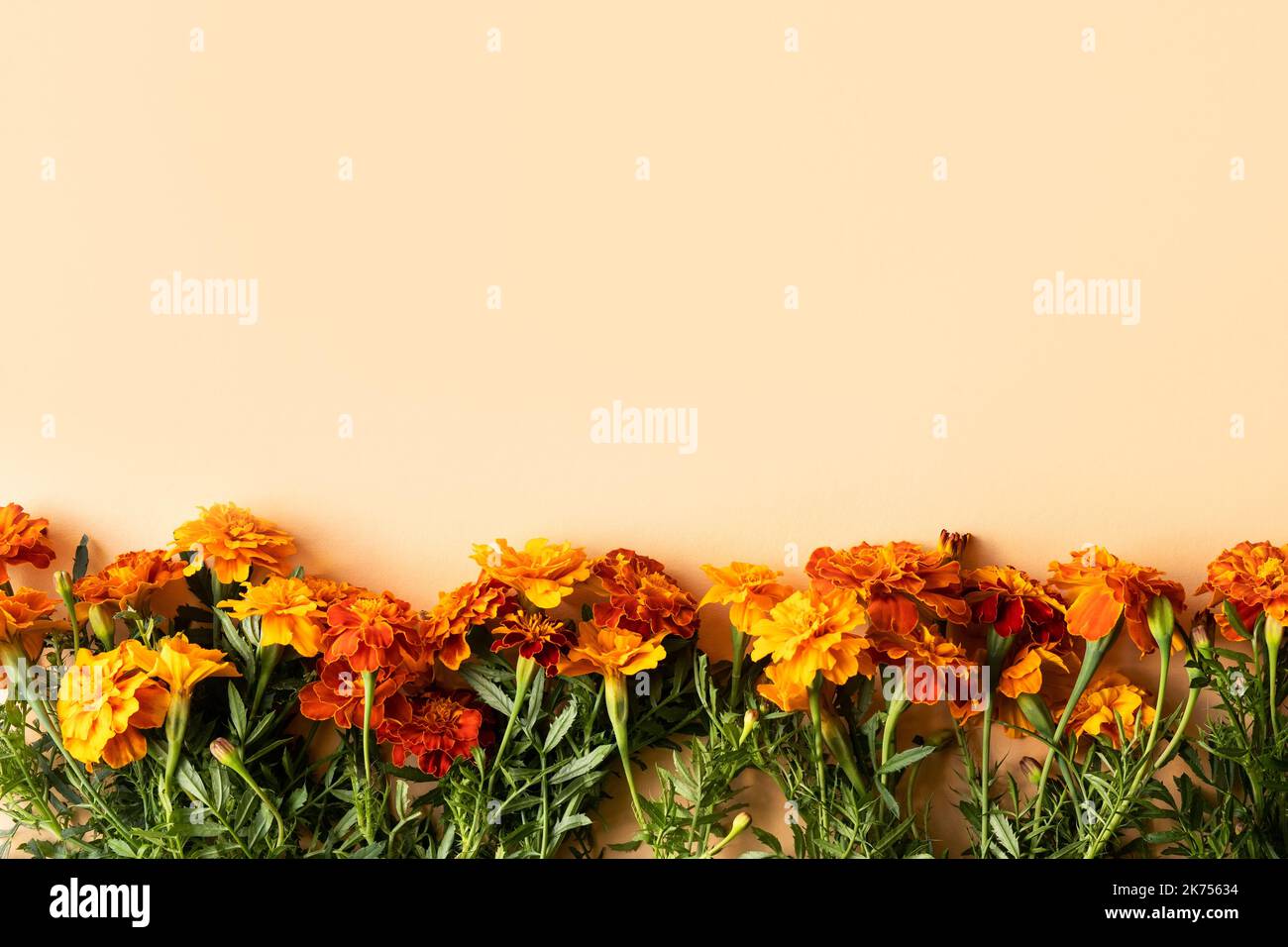Orange fleurs marigolds sur fond orange, concept d'automne Banque D'Images