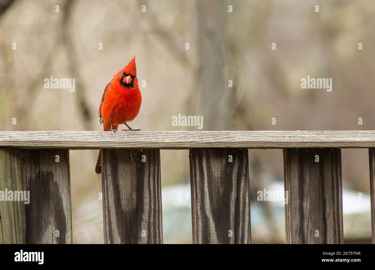 Un cardinal rouge debout sur un rail de porche en bois Banque D'Images