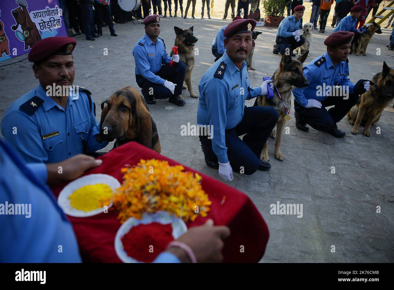 Un officier de police népalais adorera son chien en appliquant une guirlande, vermillion de poudre et offre de la nourriture pendant la journée de KUKUR TIHAR ou de culte de chien à Katmandou, au Népal sur 6 octobre 2018. Les chiens sont adorés pour reconnaître leur rôle dans la sécurité et être humains meilleur ami, le deuxième jour de la plupart des festivals hindous importants Tihar qui est également consacré à l'adoration de la déesse de la richesse Laxmi. (Photo-Sunil Pradhan) Banque D'Images