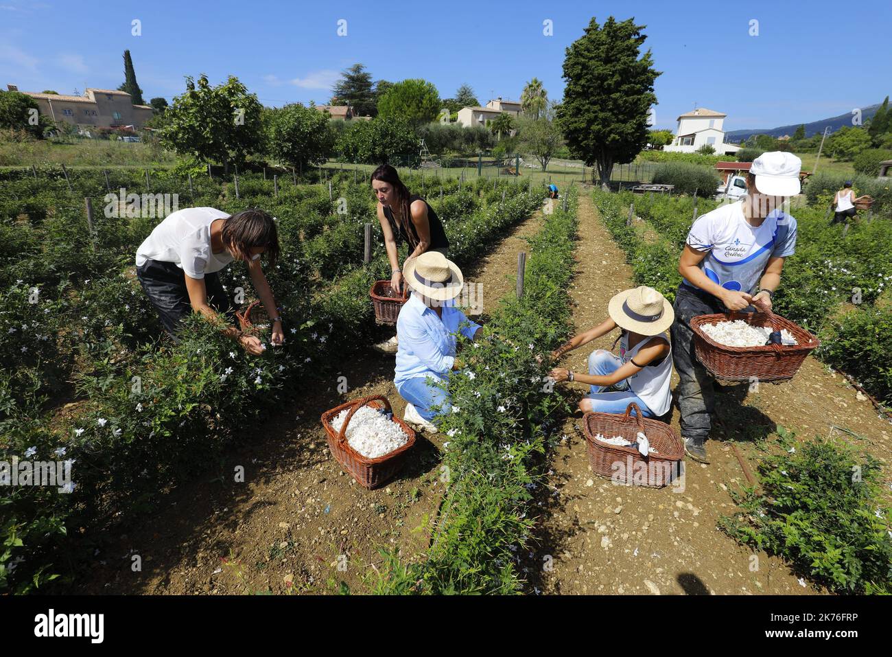 Grasse France pourrait être la ville la plus douce d'Europe, largement connue comme la capitale mondiale du parfum.connue pour son travail de tannage du cuir au Moyen-âge, Cette ville française vallonnée deviendrait finalement le centre de l'industrie française du parfum après avoir commencé à fabriquer des gants parfumés au 16th siècle et à cultiver un certain nombre de fleurs utilisées pour les parfums. Grasse jouit toujours d'une réputation internationale dans l'industrie du parfum et abrite des dizaines d'entreprises de parfum. Même les fleurs utilisées pour faire le célèbre Chanel N°5 sont cultivées et récoltées ici. Banque D'Images