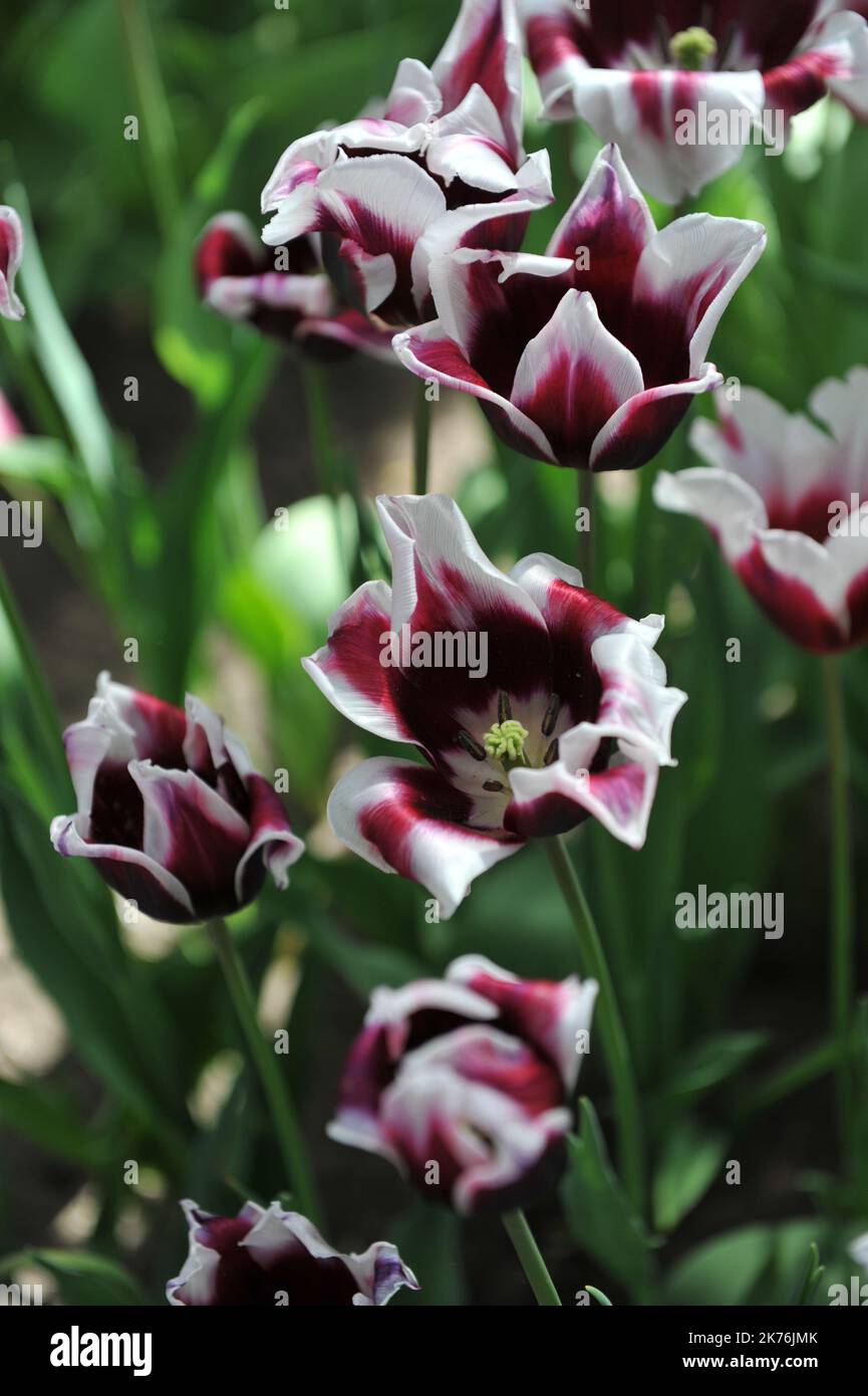 Tulipes (Tulipa) Spitsbergen pourpres et blanches fleurissent dans un jardin en avril Banque D'Images