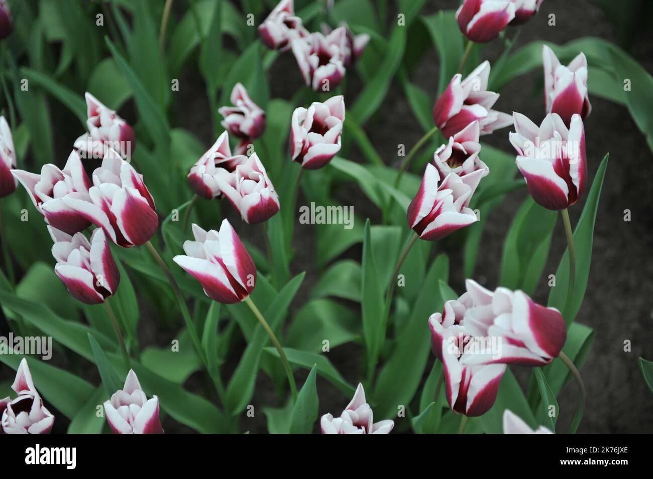 Tulipes (Tulipa) Spitsbergen pourpres et blanches fleurissent dans un jardin en avril Banque D'Images