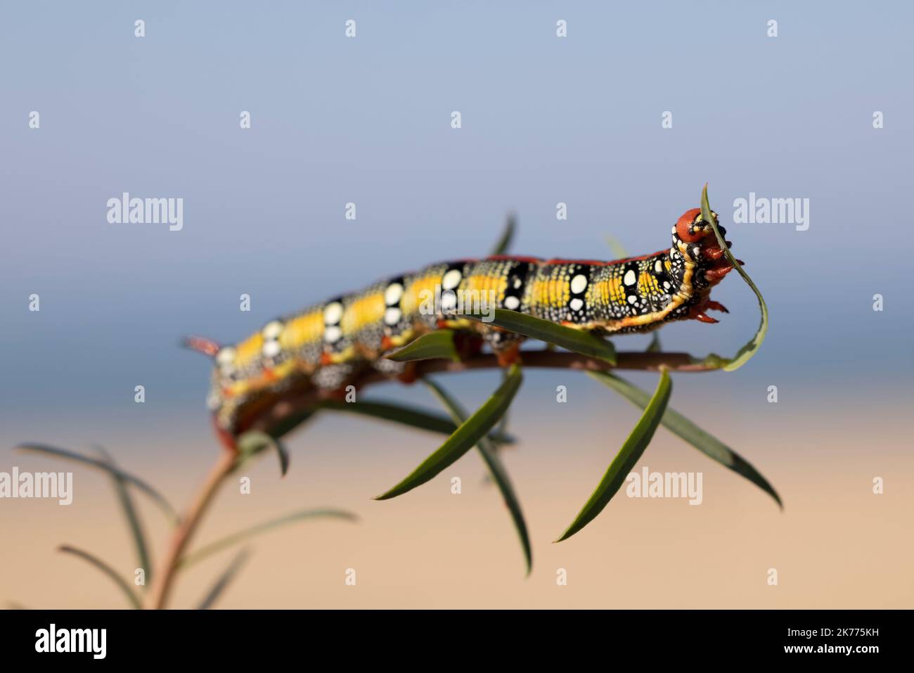 Sphurge hawkmoth, Hyles Euphorbiae, chenille colorée et toxique. Banque D'Images