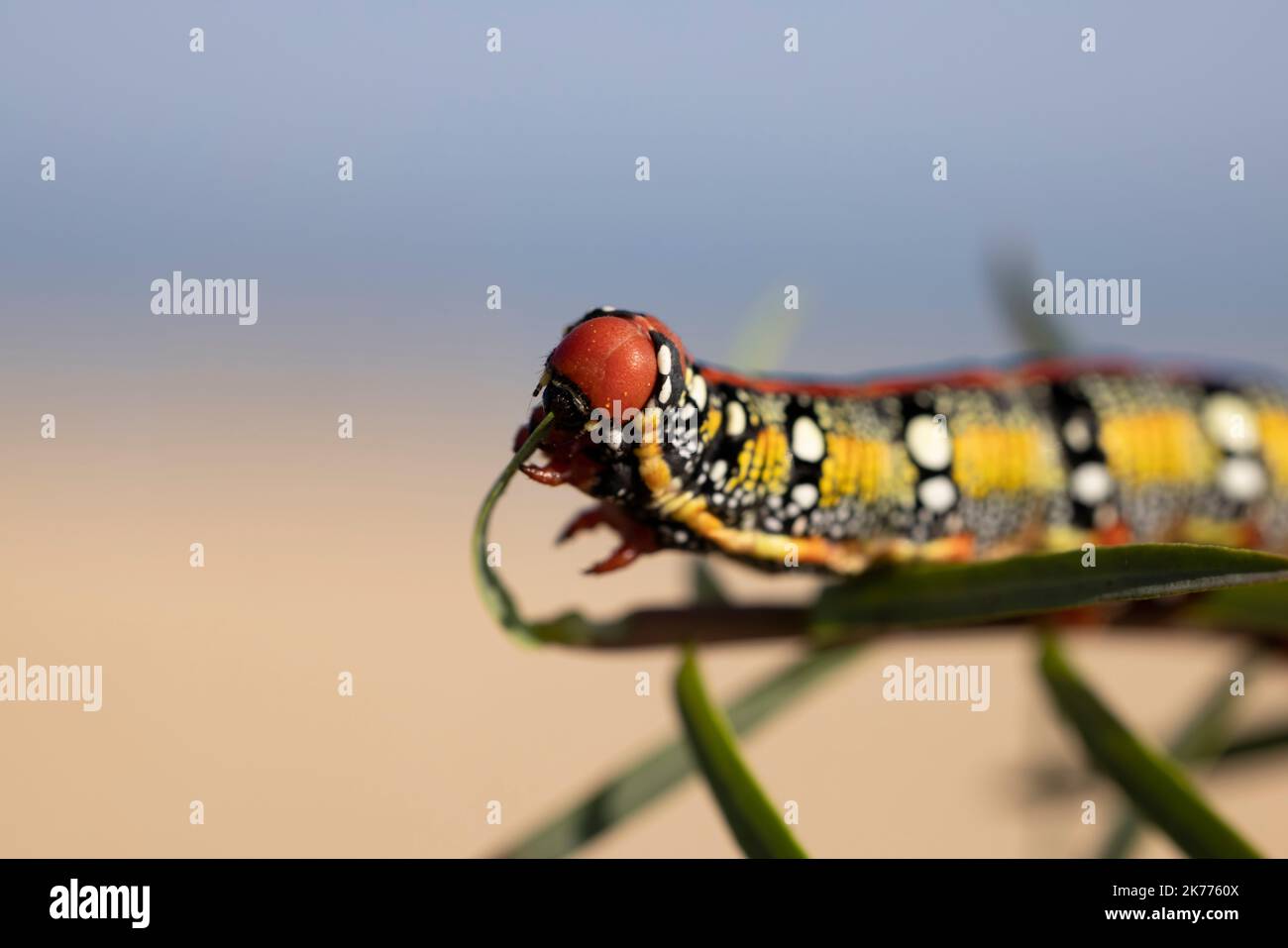 Sphurge hawkmoth, Hyles Euphorbiae, chenille colorée et toxique. Banque D'Images