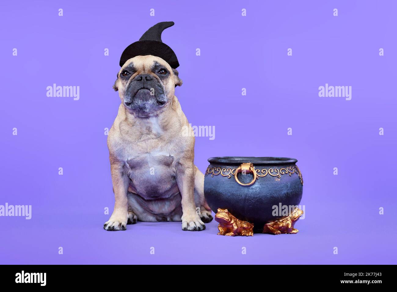 Chien Bulldog français avec chapeau de sorcière déguisé Halloween à côté du chou-fleur sur fond violet Banque D'Images Chien Bulldog français avec chapeau de sorcière déguisé Halloween à côté du chou-fleur sur fond violet Banque D'Images