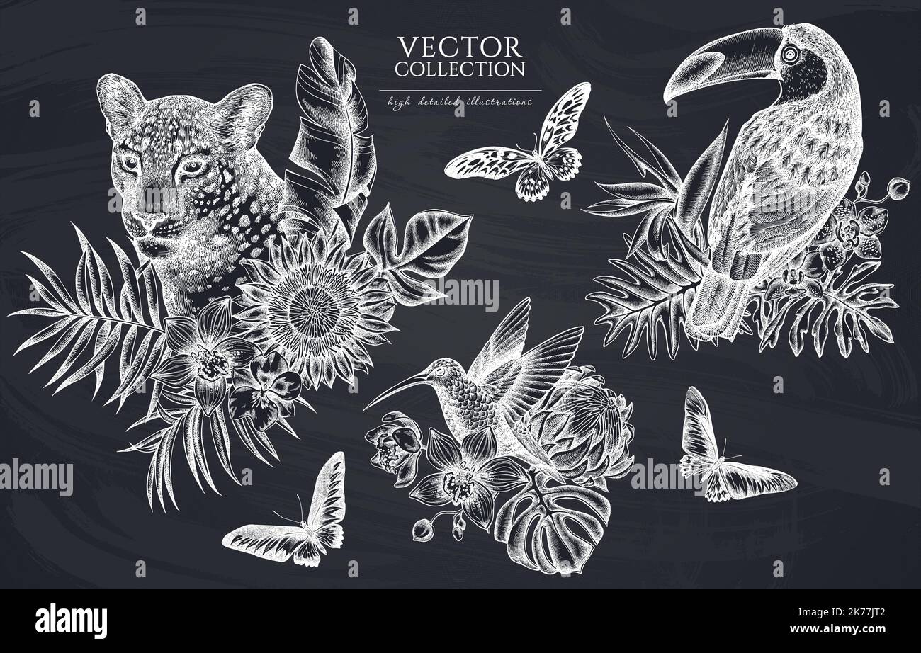 Collection d'illustrations vintage pour animaux tropicaux. Logos dessinés à la main avec léopard, colibri, toucan, rajah brooke's Birdwing, géant africain Illustration de Vecteur