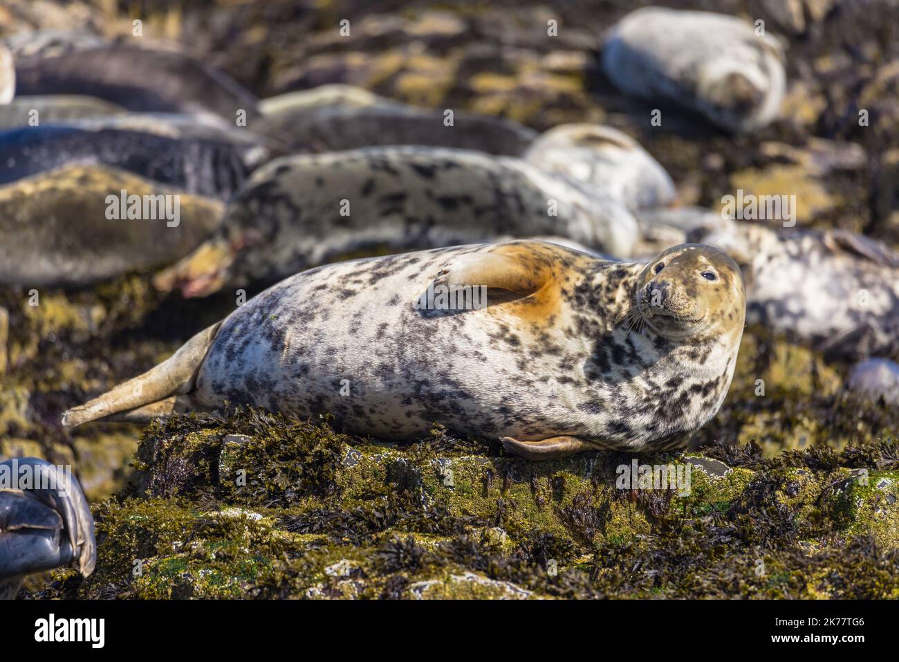 Un gros plan d'un phoque gris, Halichoerus grypus reposant sur un rocher. Mer du Nord. Banque D'Images