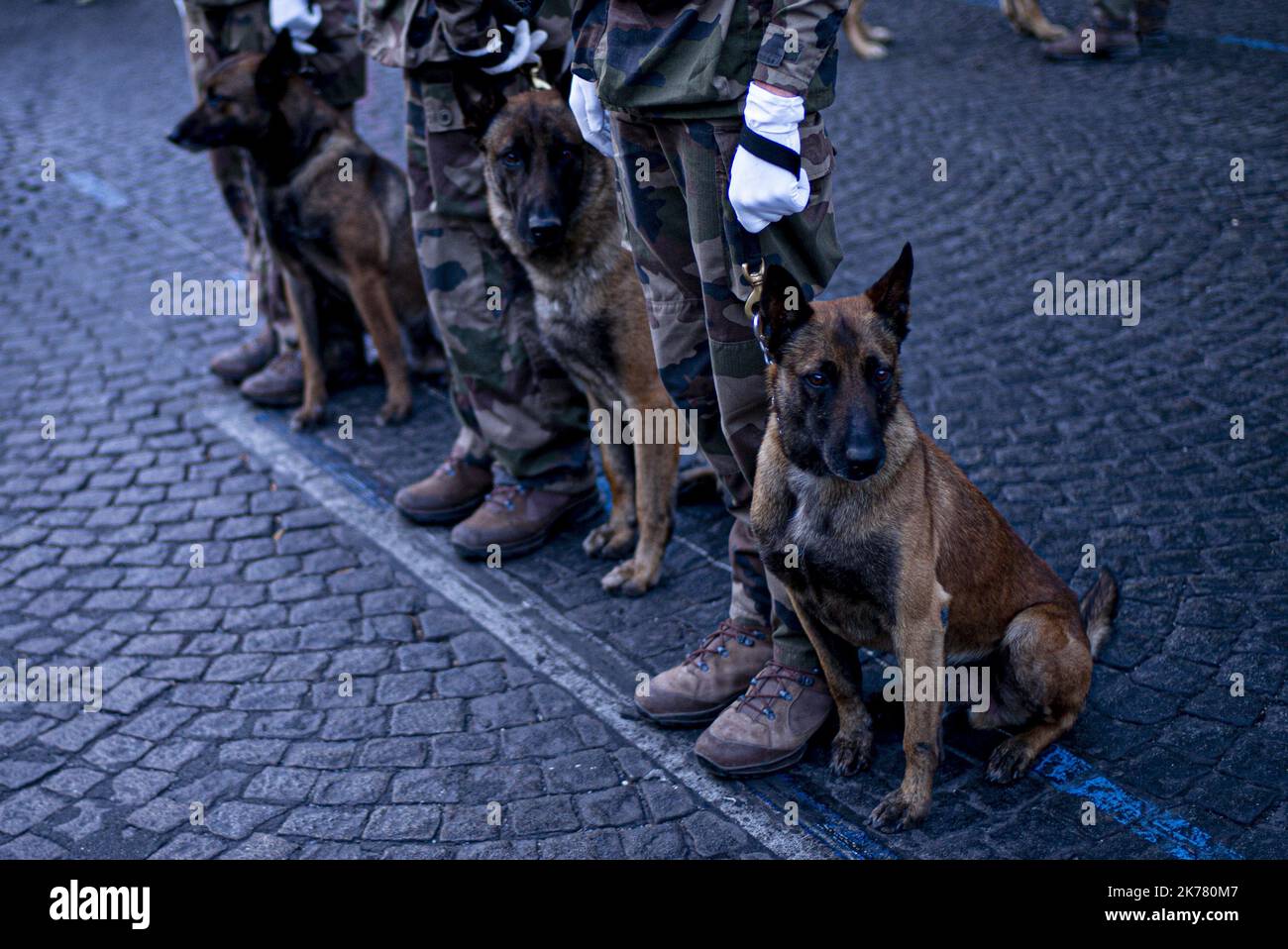 ©Sébastien Muylaert/MAXPPP - Illustration de la brigade canine lors des répétitions du fichier militaire du 14 juillet 2019 sur les champs Elysées. Paris 09.07.2019 - Paris, France, 14th 2019 juillet - soldats français en formation pour le défilé de la fête nationale - le 14 juillet 14th 2019 Banque D'Images