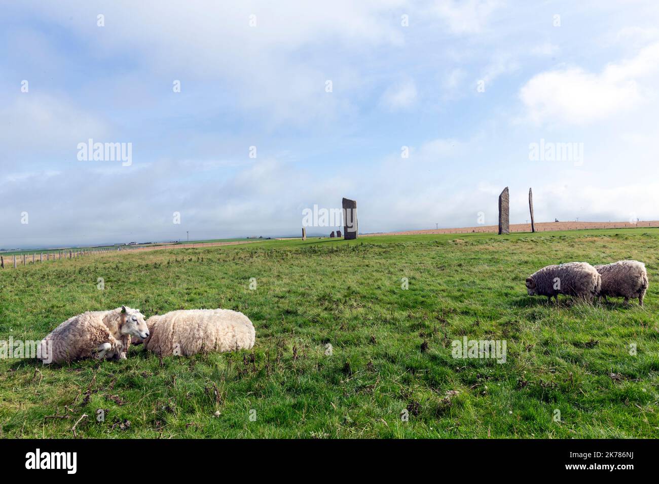 Moutons en pierres de Stenness, monument néolithique, pierres debout, continent d'Orcades, Écosse, ROYAUME-UNI Banque D'Images