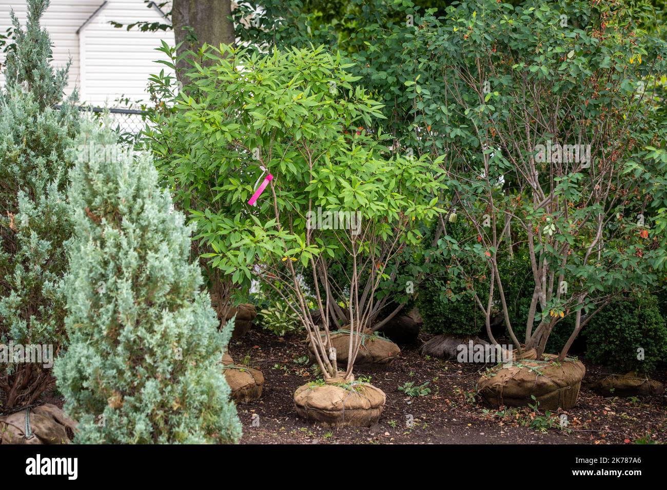 Frange Tree, Chionanthus virginicus. Banque D'Images