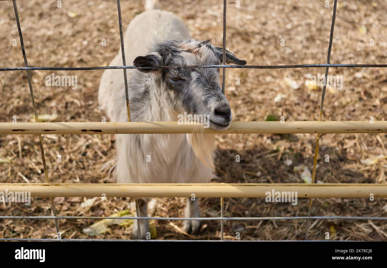 Une chèvre dévie derrière la clôture dans son enceinte lors d'une fête de la récolte d'automne Banque D'Images