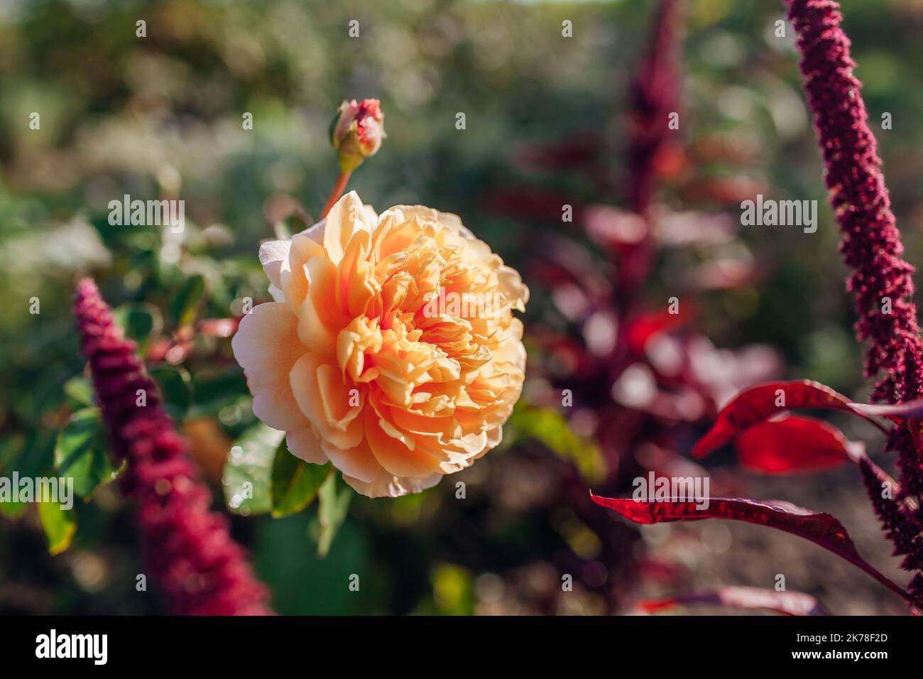 Rose orange princesse de couronne Margareta fleurit dans le jardin par l'amaranth bordeaux. Sélection Austin anglais roses fleurs Banque D'Images