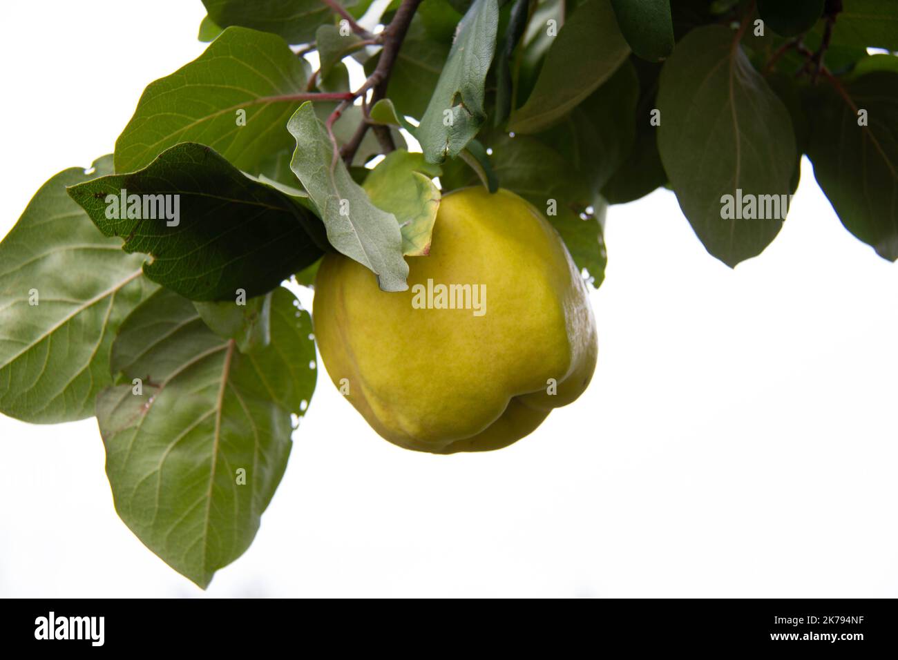 Pomme jaune sur une branche. Isolé. Pomme jaune mûre sur une branche d'arbre avec des feuilles vertes sur fond blanc. Fruits naturels écologiques dans le rayon Banque D'Images