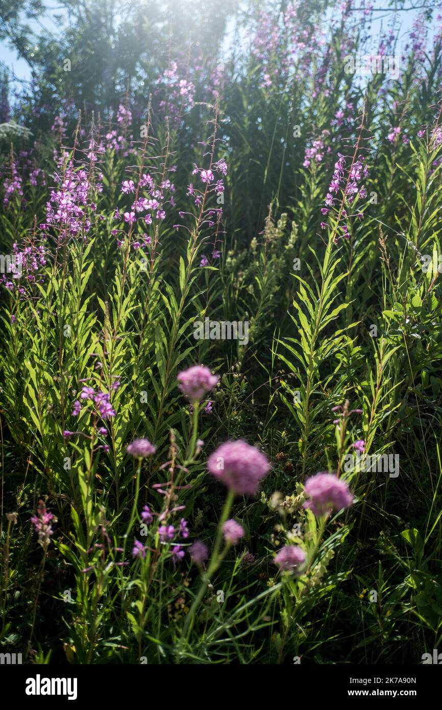 ©Michael Bunel / le Pictorium/MAXPPP - Michael Bunel / le Pictorium - 12/07/2020 - France / Provence-Alpes-Côte d'Azur - Epilobium angustifolium. L'Epilobe en epi, l'Epilobe a feuilles etroites ou Laurier de Saint-Antoine, ou encore encore encore Osier fleuri. Pour la deuxième année consécutive, je suis le parcours de deux jeunes parisiens, christopher et Edouard sur le GR5. Ils ont des repartis de Modane ou ils etaent arrive l'annee derniere pour se rendre jusqu'à Saint Paul sur Ubaye. Un parcours d'une centaure de kilomètres entre Savoie et Hautes Alpes / 12/07/2020 - France / Provence-Alpes-Côte d'Azu Banque D'Images